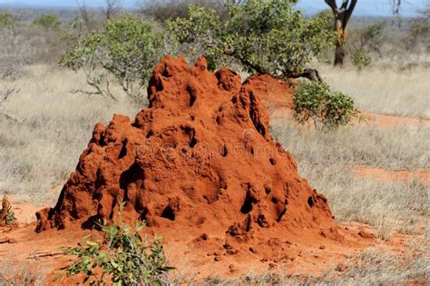 Termite Mound In Savanna Stock Photo Image Of Anthill 67859838