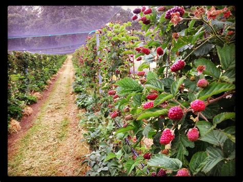 Denmark Berry Farm Au