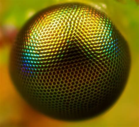 Lacewing Eye Or Disco Ball Macro Photography Insects Insect Eyes