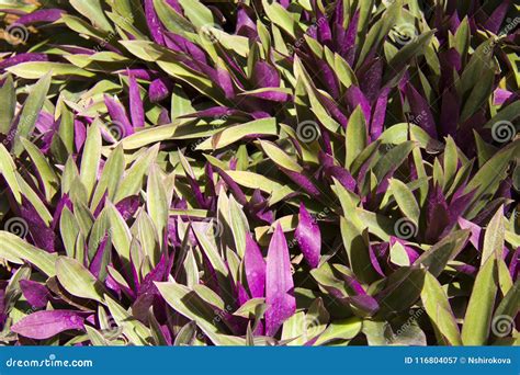 Tropical Plant With Purple Leaves Stock Image Image Of Bromeliad