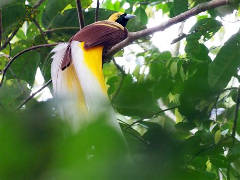 Bali Safari Birds The Lesser Birds Of Paradise Taman Safari Bali