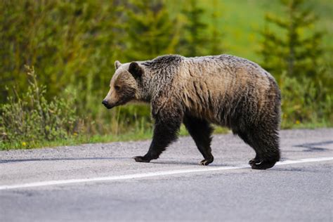 5 Best Bear Spotting Experiences In Canada