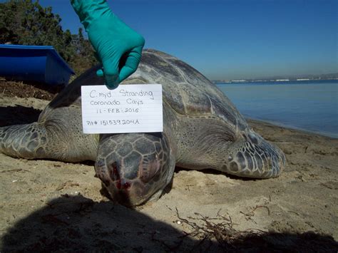 Sea Turtle Strandings In Southern California Noaa Fisheries