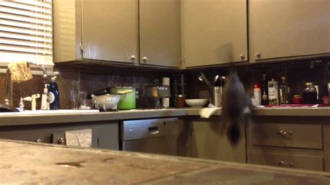 This article will cover natural indoor and outdoor deterrents for every scenario where cats are causing trouble. Trying to keep the cat off the kitchen counter using a method I saw on Reddit - YouTube