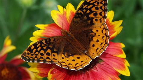 Download Wallpaper 1600x900 Butterfly Flower Wings Close Up