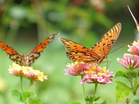 Butterfly Gardens: Flowers And Plants That Attract Butterflies