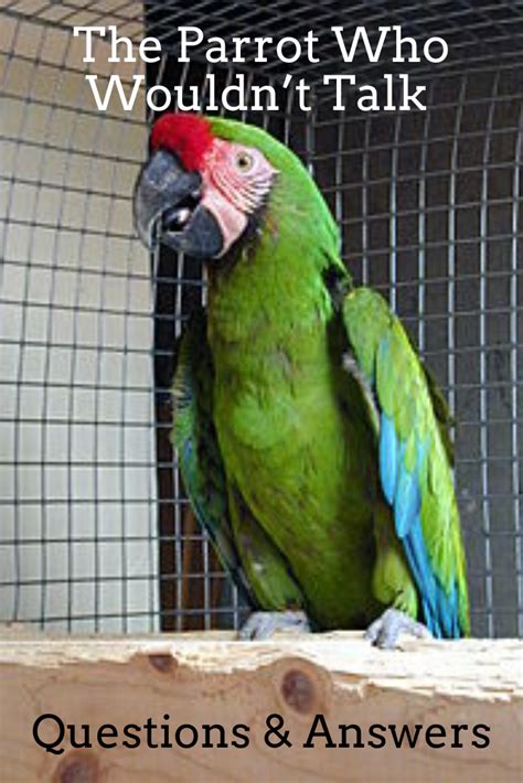 The Parrot Who Wouldnt Talk Questions And Answers Parrot Macaw African Grey Parrot