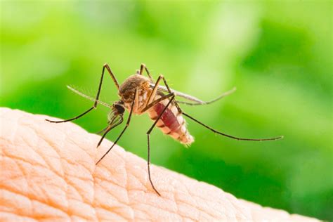 Mosquitoes Carrying Rare Deadly Disease Detected In Michigan