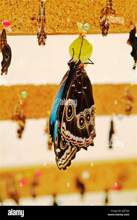 Owl Butterfly Morpho Peleides Coming Out Of Pupa In Mindo In Ecuador