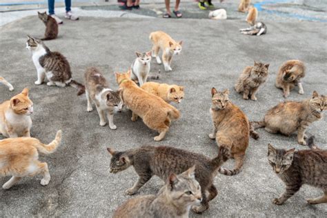 Así Es La Isla Japonesa Con Más Gatos Que Personas Yo Animal