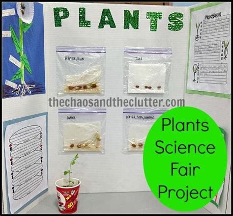 Plants Science Fair Project [ Click Here ] Science Learning Games Fun