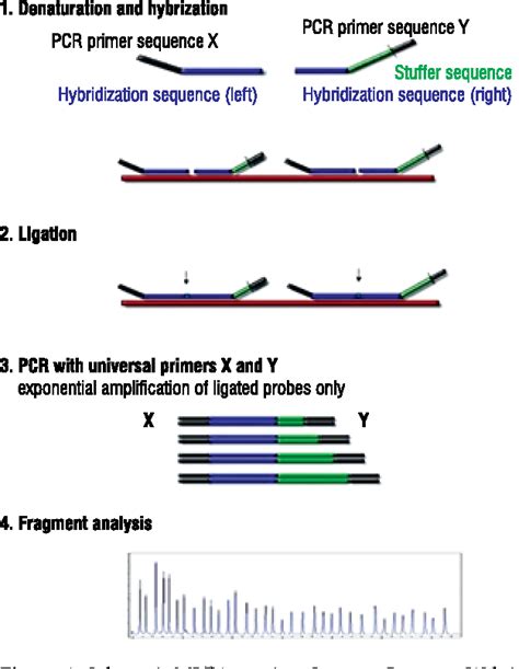 Figure 1 From Diagnostics Of Shox Gene Rearrangement In 46xx Women