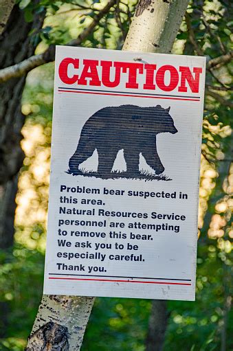 Bear Warning Sign In The Rocy Mountains Stock Photo Download Image Now Istock