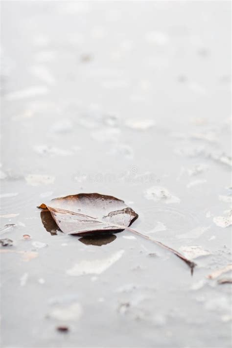 Autumn Leaf Floating On The Water Surface Stock Image Stock Image