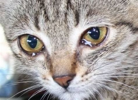 Почему у кота красные глаза причины болезни профилактика