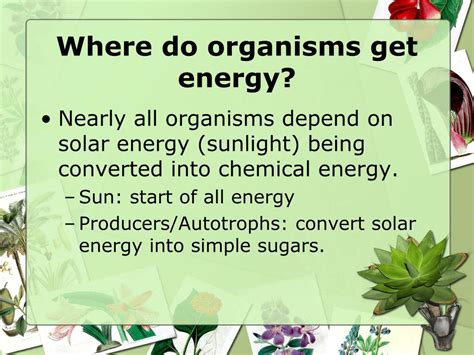 Ppt Chapter 6 Photosynthesis Powerpoint Presentation Free Download