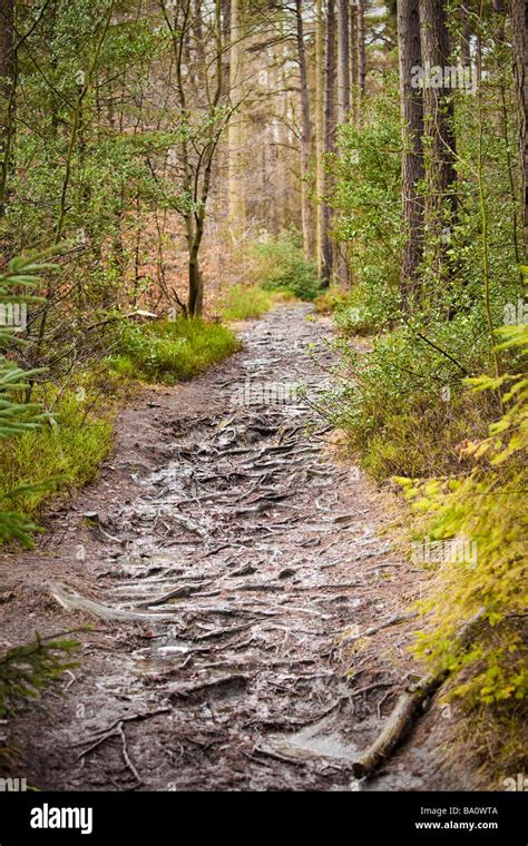 Coniferous Forest Path Pathway Trail Through Woodland Uk Stock Photo