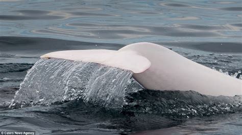 Incredibly Rare Albino Dolphin Spotted Off Californian Coast