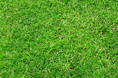 Green Grass Background Texture High Quality Nature Stock Photos