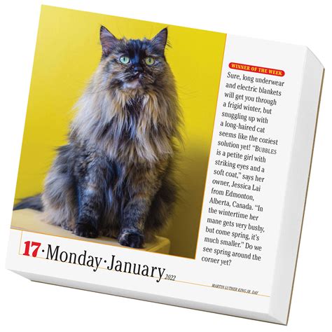 365 Cats Page A Day Calendar 2022 Calendars And Planners Hallmark