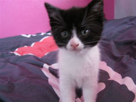 Beautiful Black And White Kitten For Sale Maidstone