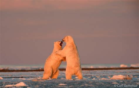 Polar Bears Play At Sunset Arctic National Wildlife Refuge Alaska