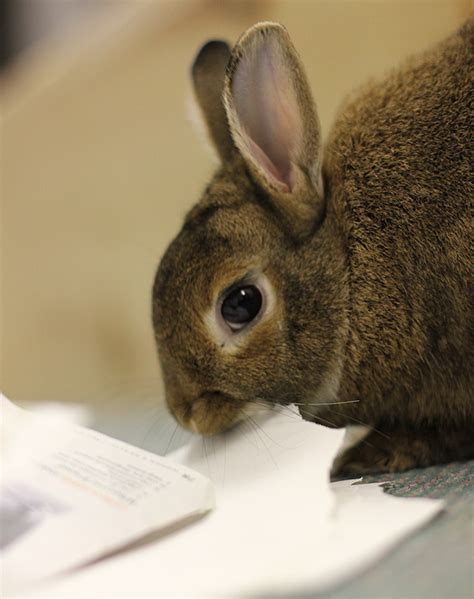 Paper My House Rabbit