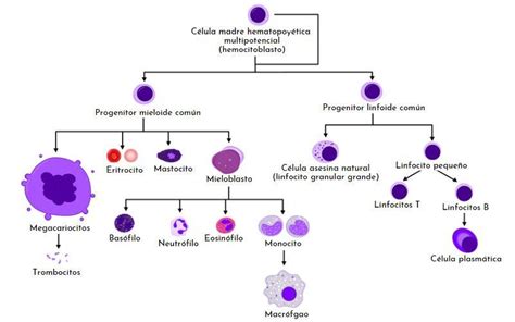 Hematopoyesis Qué Es Funciones Fases Y Regulación