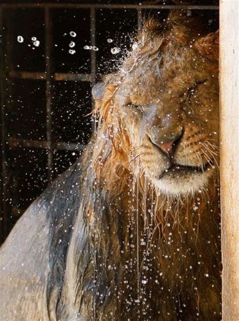 103 Best Cute Animals Taking Baths Images On Pinterest