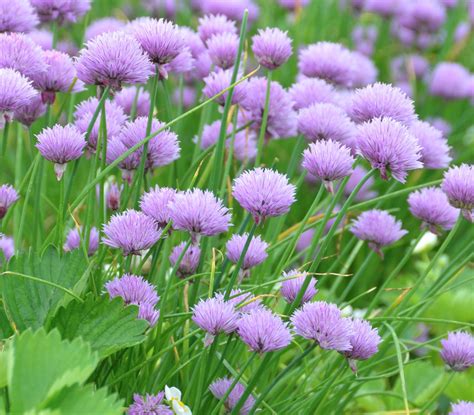 Fleurs comestibles du jardin les cultiver et les manger I Détente Jardin