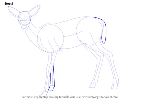 learn   draw  baby deer aka fawn zoo animals step