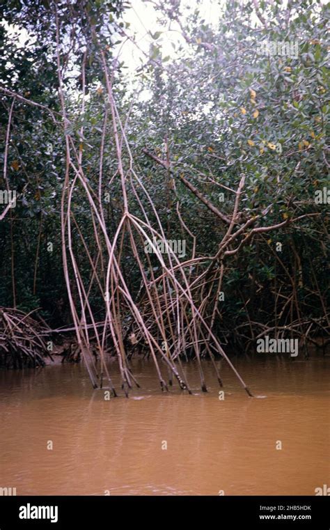 Mangrove Wetland Ecosystem Vegetation Plants Caroni Swamp Trinidad
