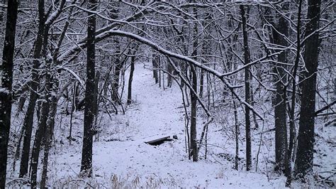 Trail To Nowhere Forest Tree Snow Winter Hd Wallpaper Peakpx