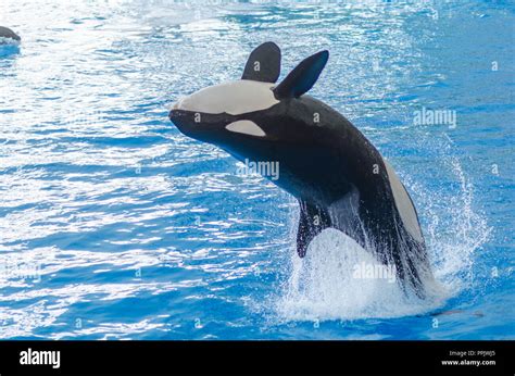 Jumping Orca Hi Res Stock Photography And Images Alamy