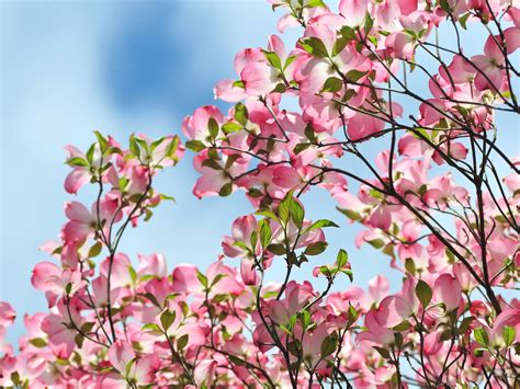 Machiel Steens: Flowering Dogwood Tree For Sale Near Me : Cornus ...