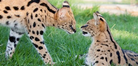 wild cat conservation centre save the cheetah conservation donations