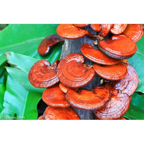 Reishi Mushrooms Spore Print