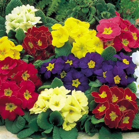 We would like to show you a description here but the site won't allow us. Pin on Birthstones and Flowers for Each Month