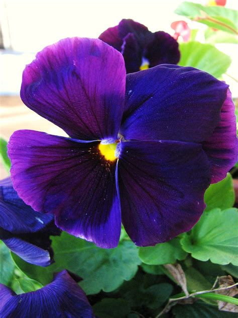 blue pansies | Pansies, Pansies flowers, Purple pansy