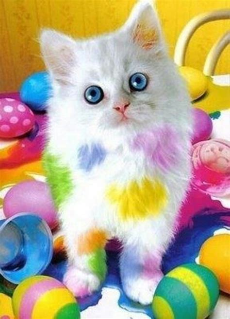 Easter Cat So Cute This Screams ME Pinterest