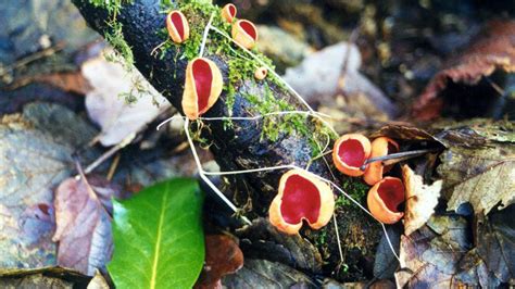 Scarlet Elf Cup Sarcoscypha Austriaca British Fungi Woodland Trust