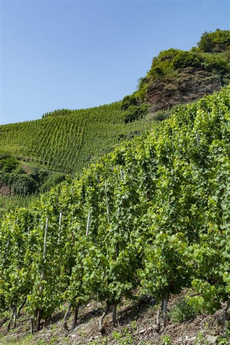 Famous Green Terraced Vineyards In Mosel River Valley Germany
