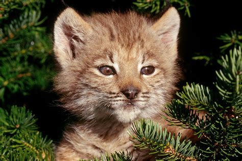 Lynx Felis Lynx Kitten Photograph By Jeffrey Lepore Fine Art America