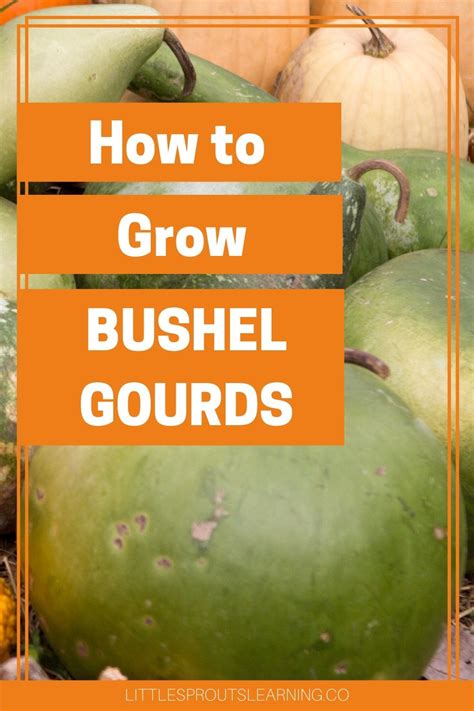 How To Grow Bushel Gourds Little Sprouts Learning