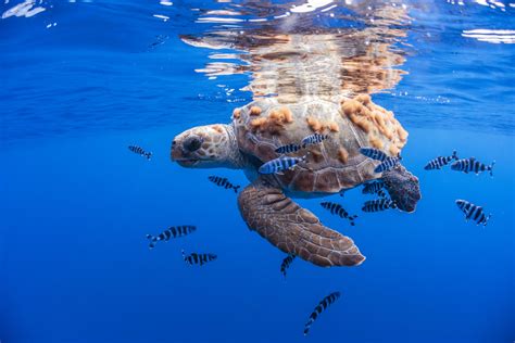 Unveiling The Lost Years Of Loggerhead Turtles Oceanographic