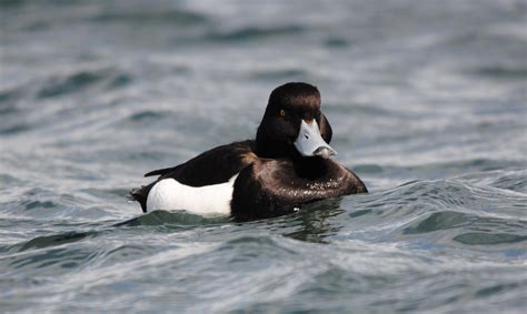 Serenity Tufted Duck