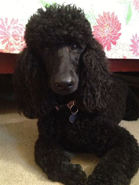 Abby I See You Black Standard Poodle Poodle Haircut Toy Poodle Black