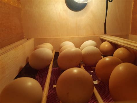 eggs upright or on sides periodic cooling or no your incubation questions answered once