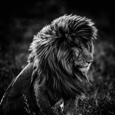 Laurent Baheux Black And White Africa Cfye Magazine