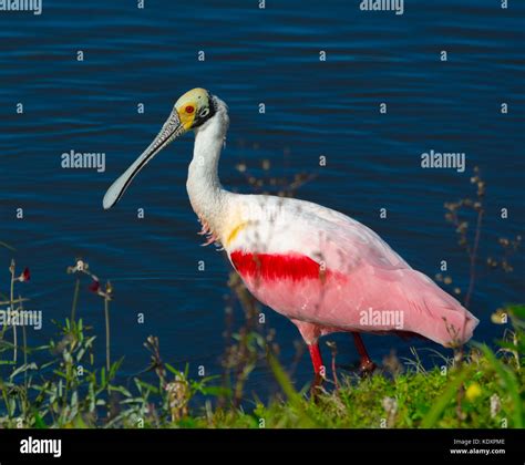 The Roseate Spoonbill Platalea Ajaja Is A Very Colorful Wading Bird